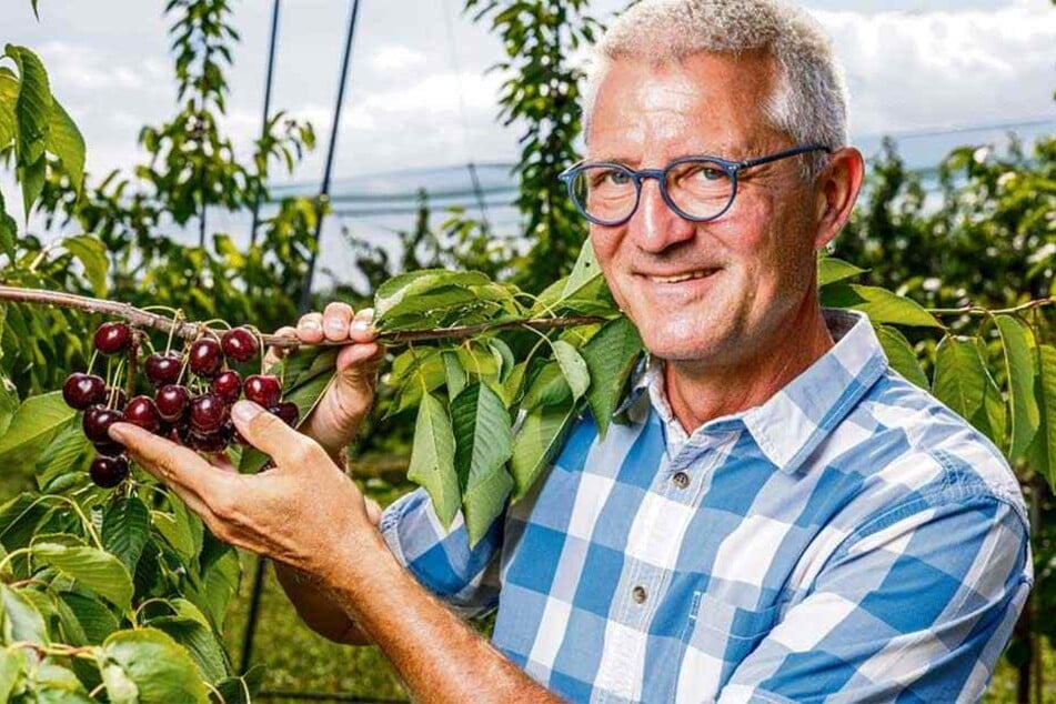 Mirko Schuster (57) vom Julius-Kühn-Institut (JKI) in Dresden-Pillnitz mit den neuen "Areko"-Süßkirschen.