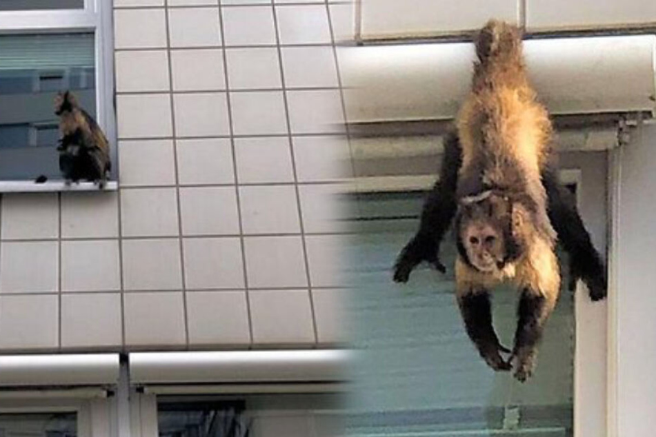 Der Affe hängt in Berlin-Friedrichsfelde an einer nahe gelegenen Hochschule ab.