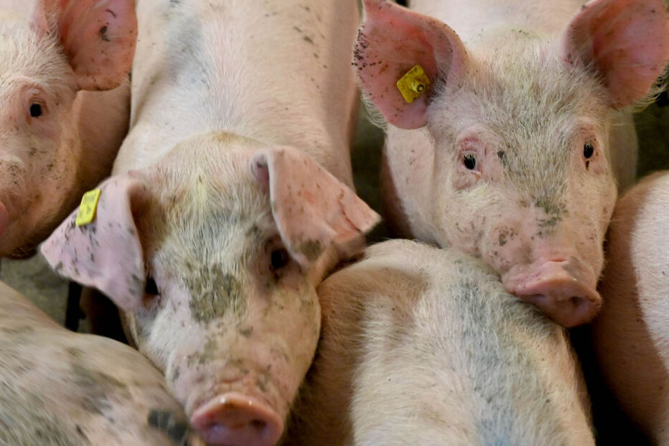 Mehr als 1600 Schweine verendeten oder mussten getötet werden. (Symbolbild)