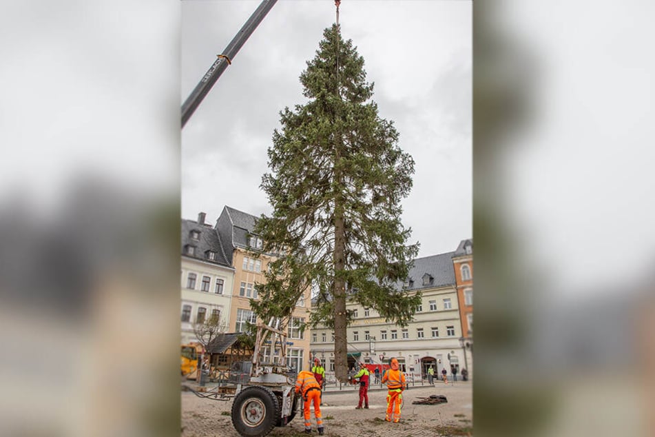 Geschafft, der Weihnachtsbaum ist auf dem Annaberger Markt angekommen.