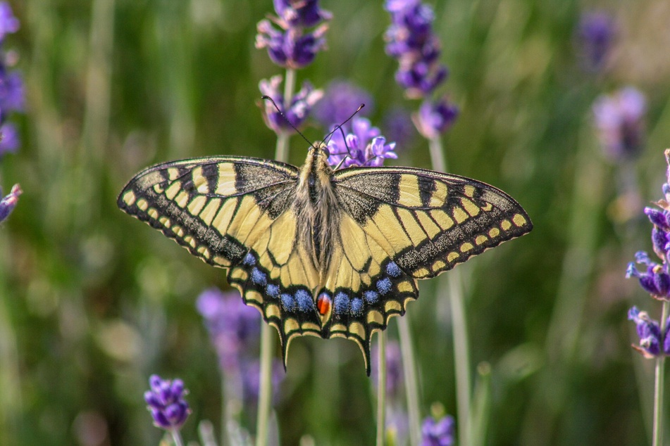 Schwalbenschwanz und andere Schmetterlinge lieben die sehr ergiebigen Blüten von Lavendel.