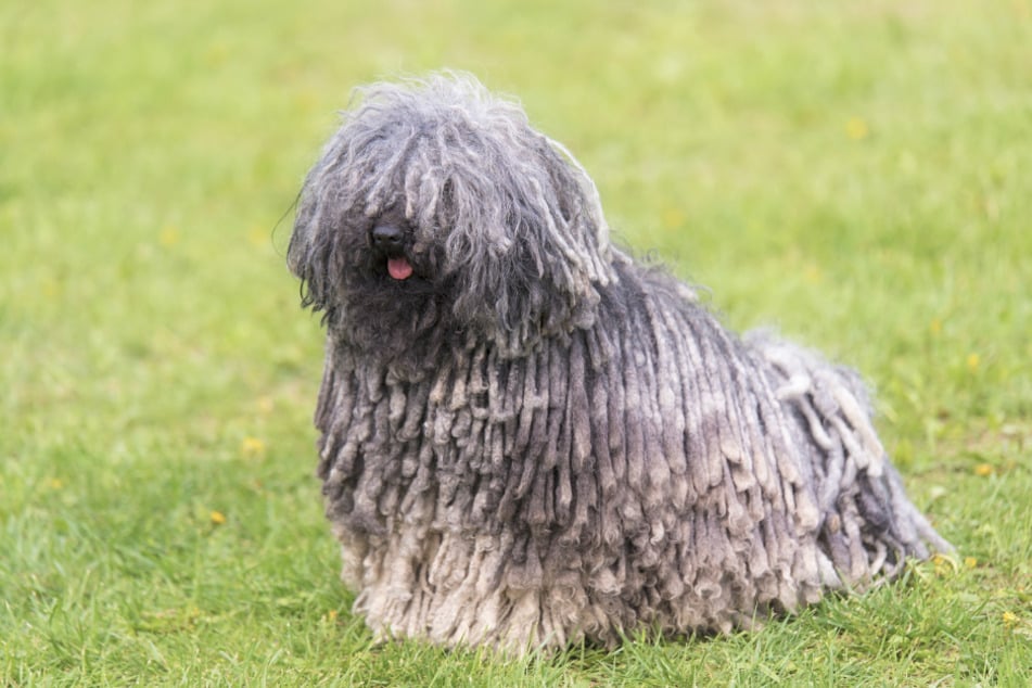 Ein Puli braucht viel Bewegung und ausreichend Beschäftigung.