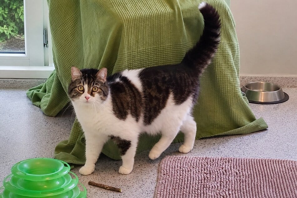 Katz Susi möchte in ihrem neuen Zuhause Einzelprinzessin sein.