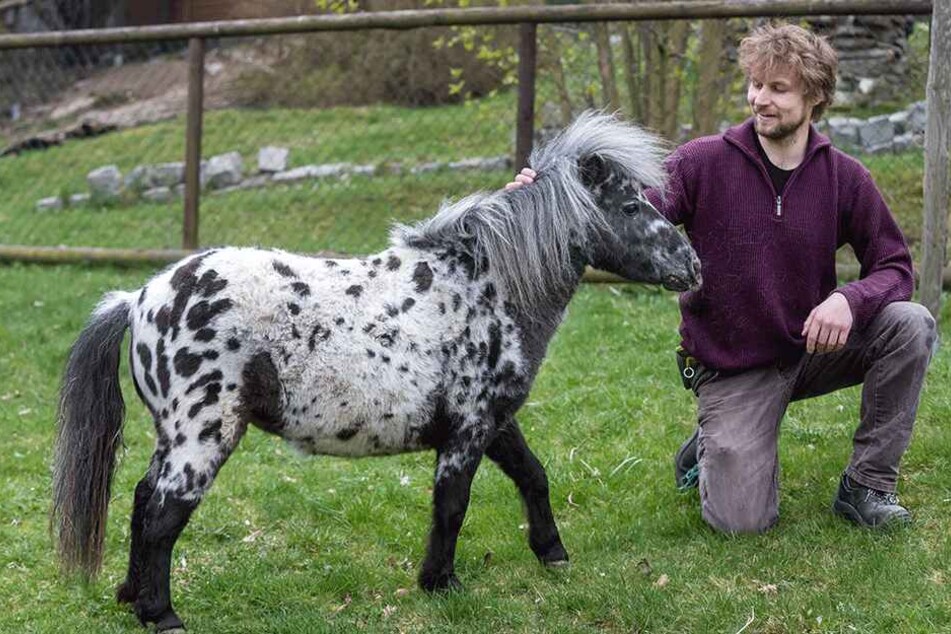 Mini-Appaloosa-Stute Anielka wäre wohl etwas zu klein für Pippi Langstrumpf gewesen, ist aber im Zoo der Minis genau richtig.