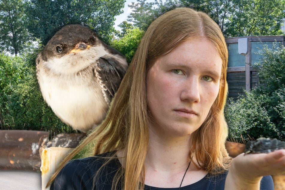 Dresden: Die Hitze! Jetzt fallen wieder kleine Vögel aus dem Nest
