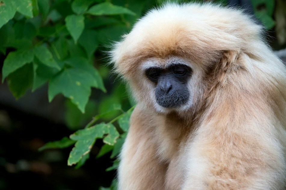 Tierpark appelliert an Urlauber: "Keine Fotos mit niedlichen Wildtierbabys"
