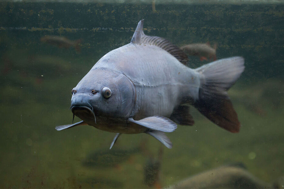 Prächtige Spiegelkarpfen (F.), Hechte und Zander leben in der Talsperre.