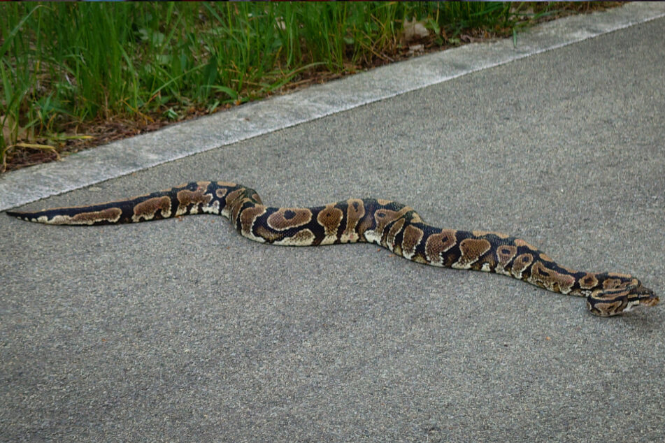 Der Radfahrer staunte nicht schlecht, als er die ein Meter lange Schlange auf dem Weg zur Arbeit entdeckte.