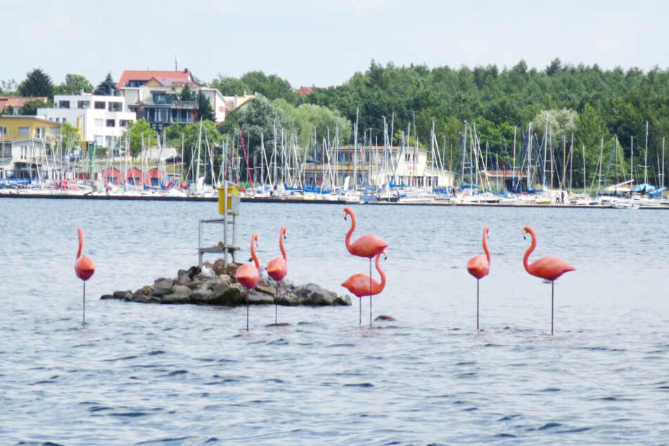 Sieben Plastik-Flamingos tummeln sich am Cossi.