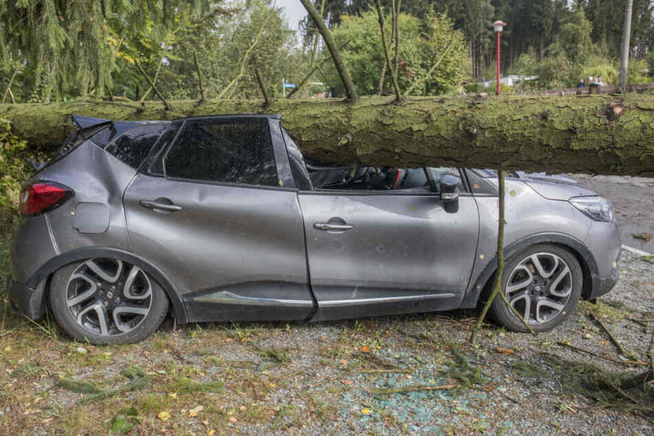 In Zwönitz stürzte ein Baum auf einen Pkw.