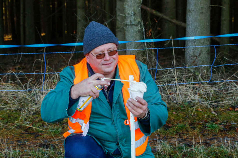 Tierarzt Norbert Bialek (51) trägt die müffelnde Duftkomponente auf. Sie soll Wildschweine abhalten.
