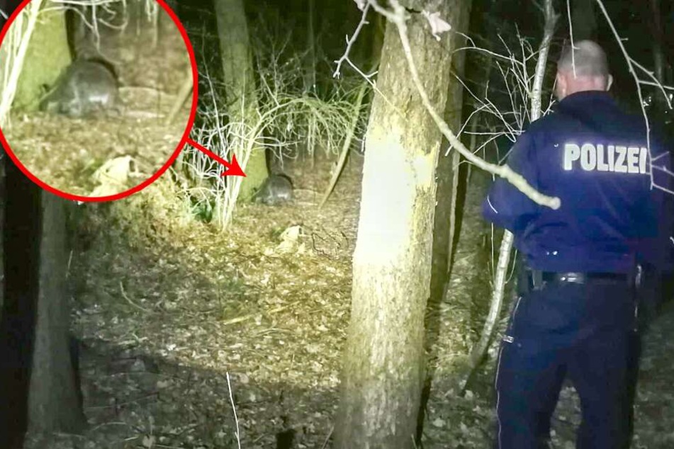 Polizei und Feuerwehr suchen gerade dieses Bennett-Känguru.
