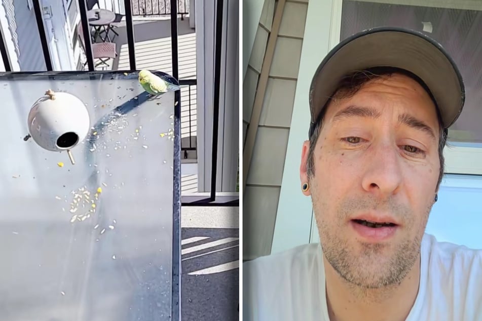 Dan Roy konnte kaum glauben, was für ein Vogel es sich auf seinem Balkon gemütlich gemacht hatte.