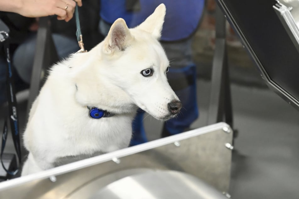 Von dem Husky fehlt jede Spur. (Symbolbild)