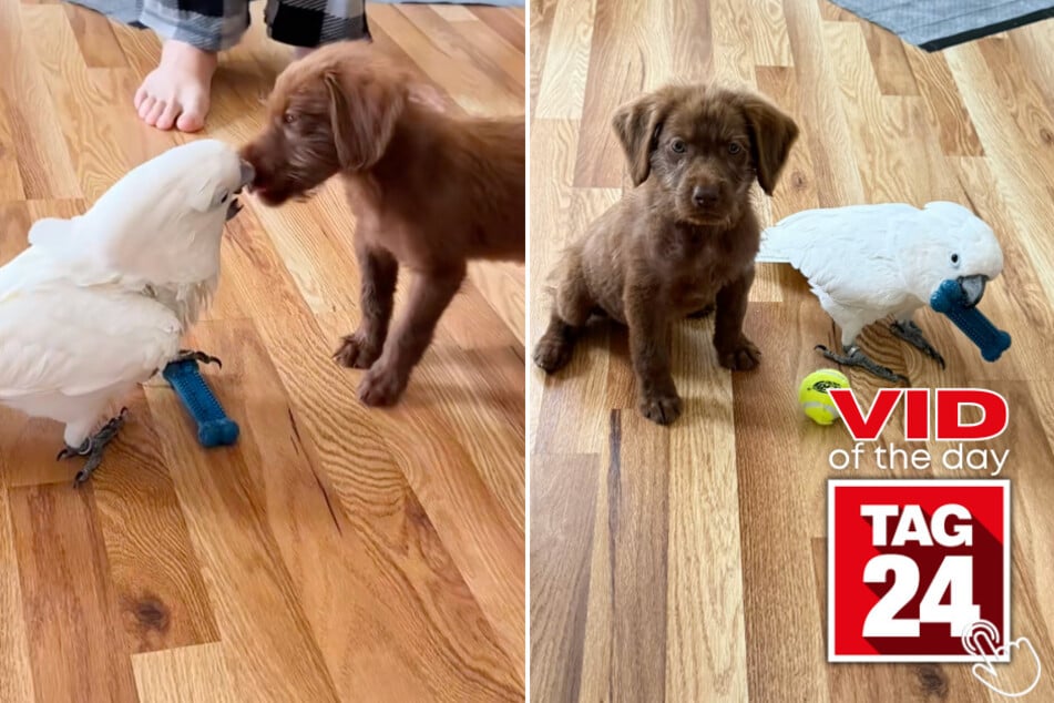 This TikToker's cockatoo was caught playing fetch with the new family puppy!