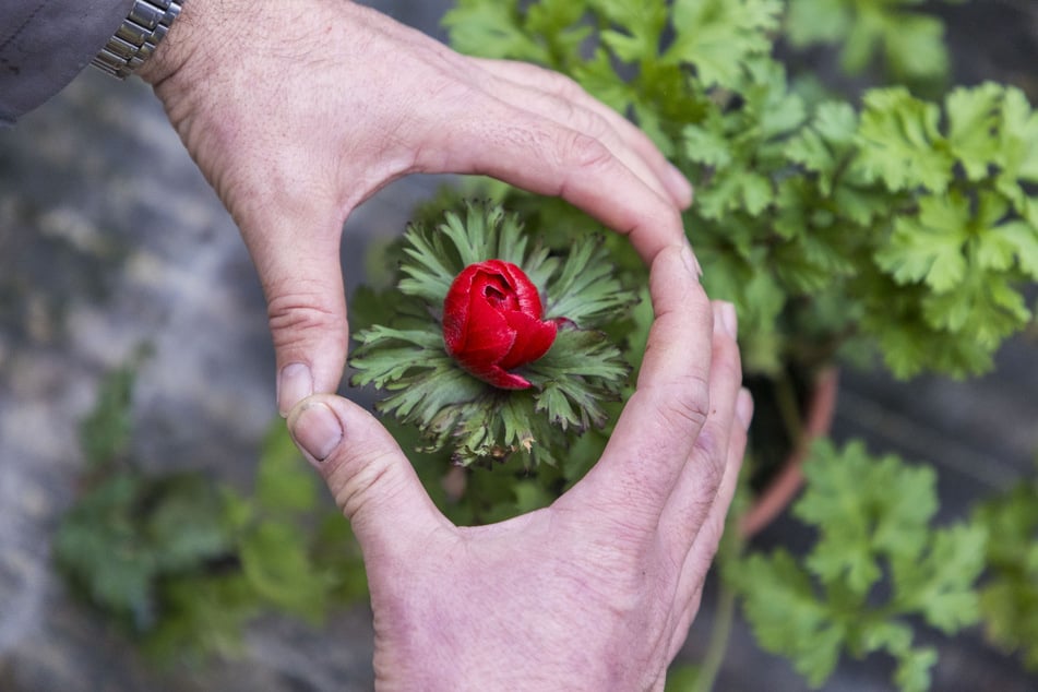 Der Experte zeigt mit den Händen, wie groß die Anemone aufblühen wird.
