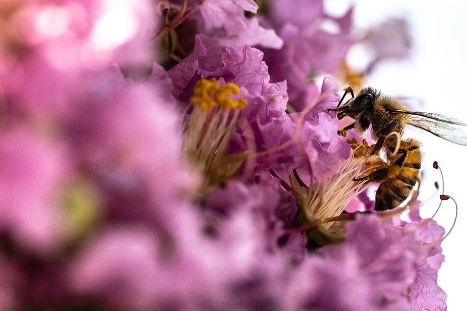 The UN's World Meteorological Organization (WMO) has found that a shifting climate has already begun altering the production and distribution of pollen and spores.