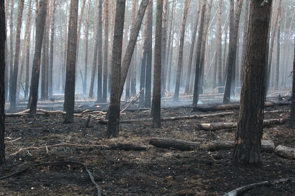 Etwa 30 Hektar Waldfläche standen in Flammen.