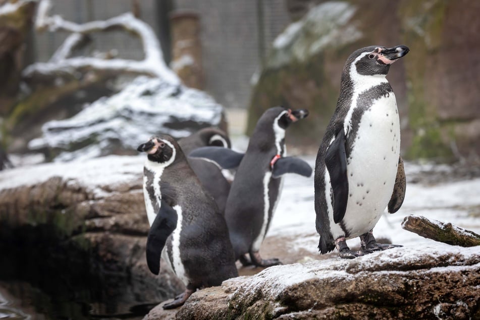 Acht Pinguin-Pärchen leben im Amerika-Tierpark Limbach-Oberfrohna.