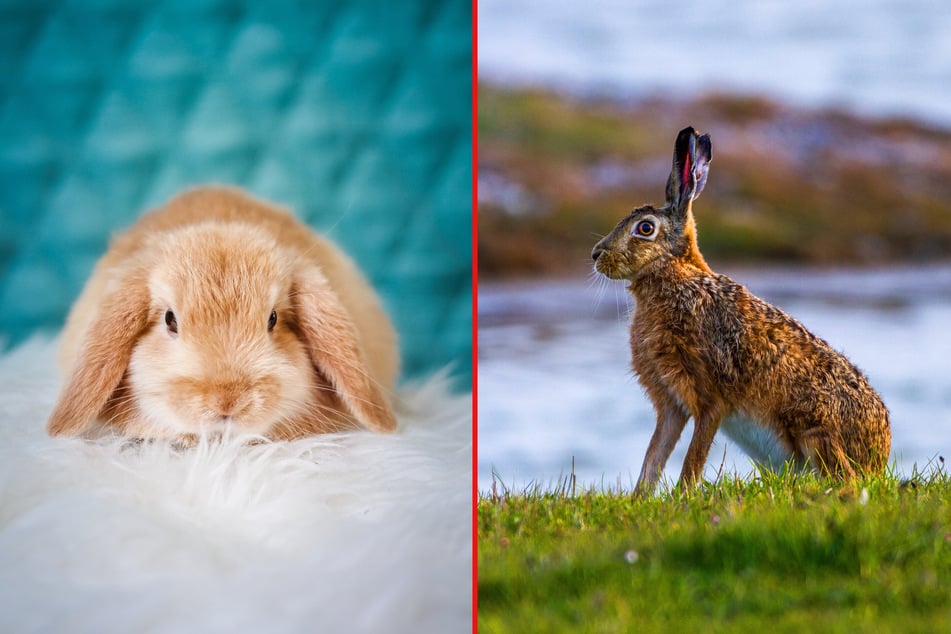 Rabbits are considerably smaller than hares.