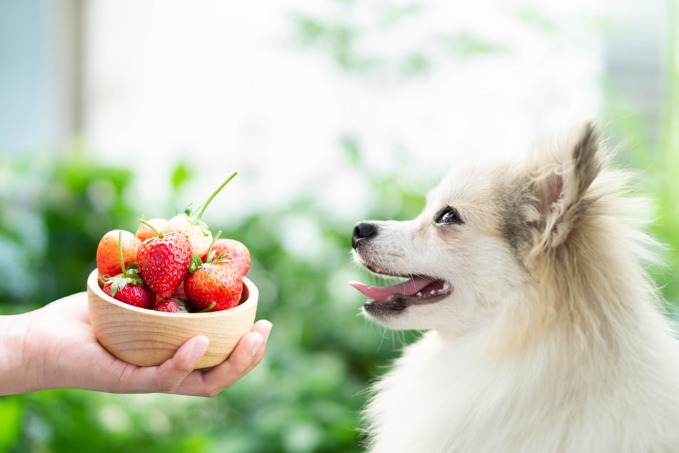 Erdbeeren enthalten viel Vitamin C, was für die Gesundheit des Hundes wichtig ist.