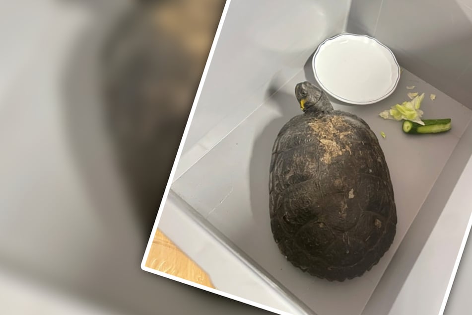 Was macht diese Schildkröte im Polizeirevier?