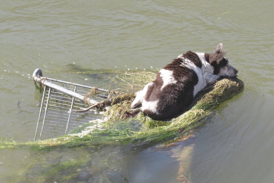 Hilflos trieb der Mischling auf einem Einkaufswagen in einem dreckigen Kanal.