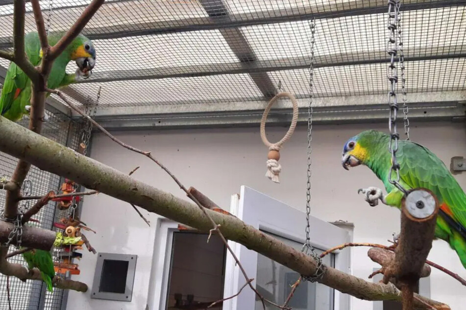 Die Venezuela-Amazonen Pepe (3, l.) und Amaya (4) turteln in ihrem Vogelhaus.