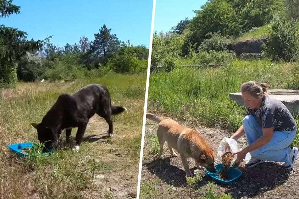 Die Tierschützerin von den Love Furry Friends wollte eigentlich nur einige Straßenhunde füttern.