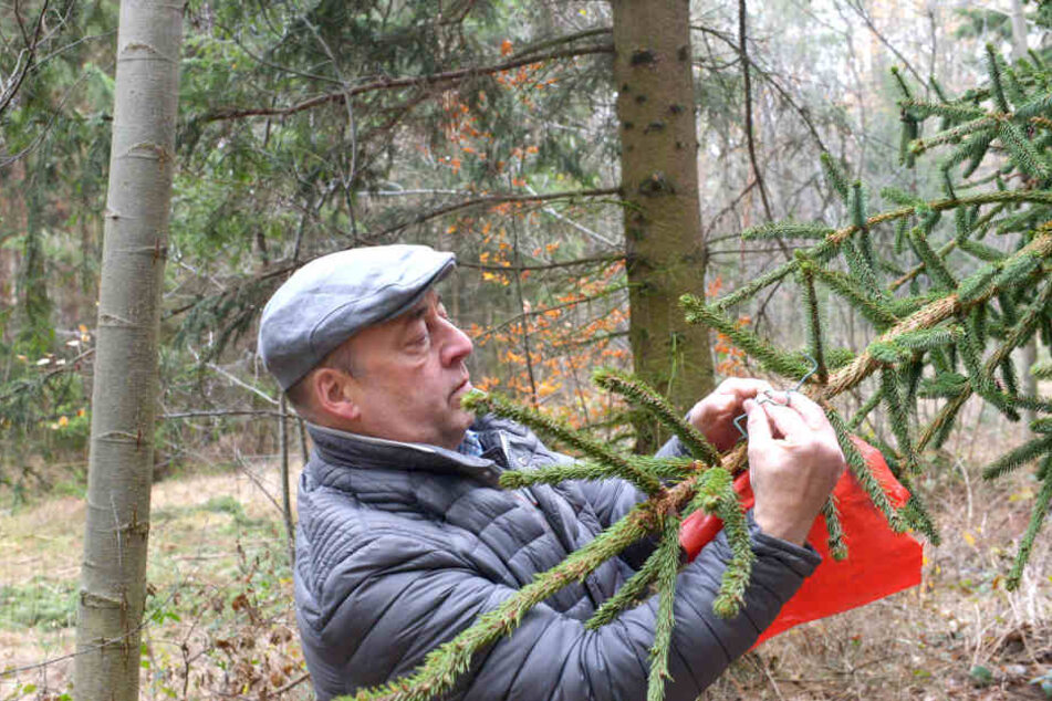 Für den Transport zur Hoflößnitz befestigt Jörg Hahn (57) am Fichtenzipfel eine rote Fahne.