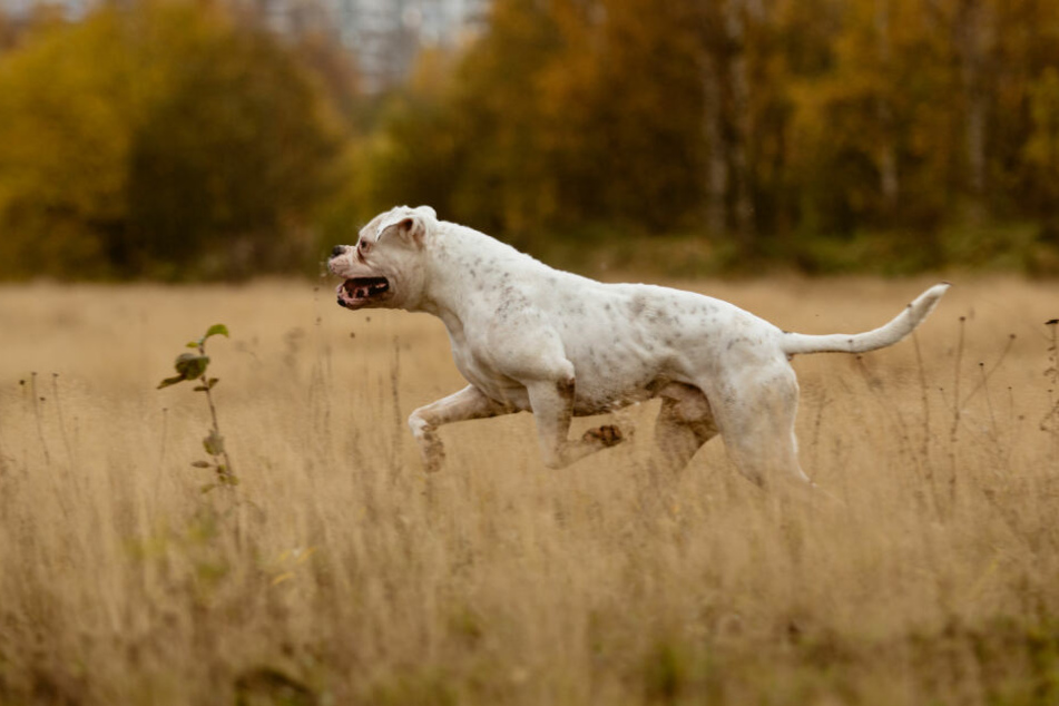 Die angreifende Bulldogge, möglicherweise eine Amerikanische, hat in Borna einen Yorkshire-Terrier und dessen Halter gebissen. (Symbolbild)