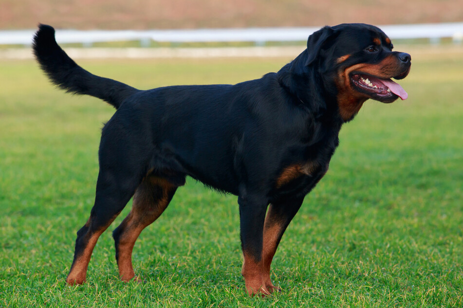 Rottweiler haben einen schlechten Ruf, zu Unrecht?