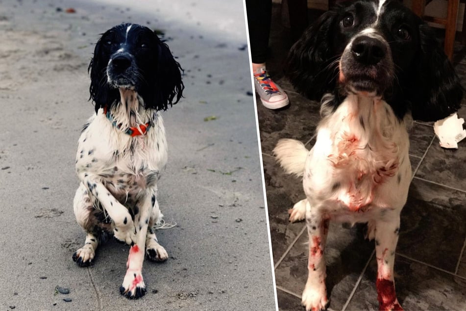 Dog is covered in "blood" when his owners get home