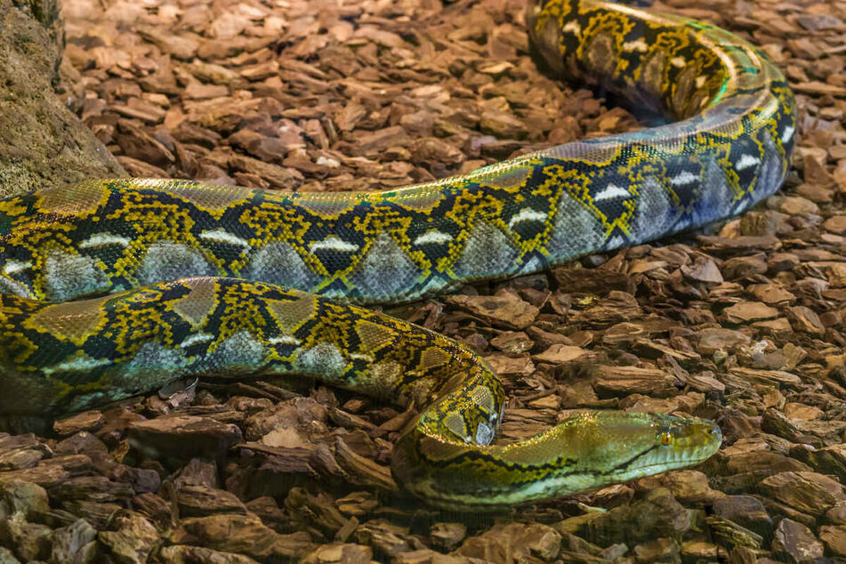 The Reticulated Python is the longest snake in the world (stock image).