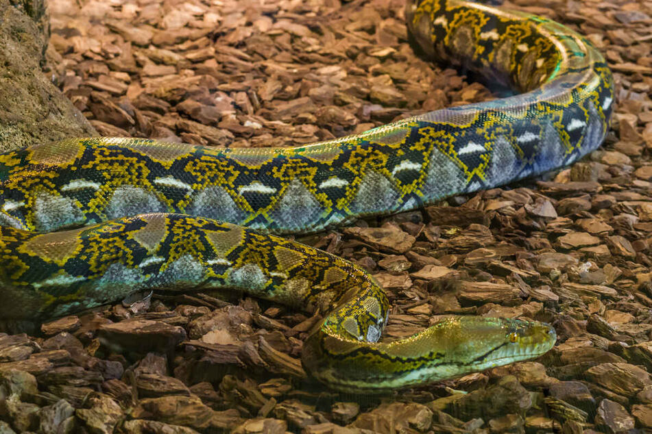 What Is The Biggest Snake In The World 