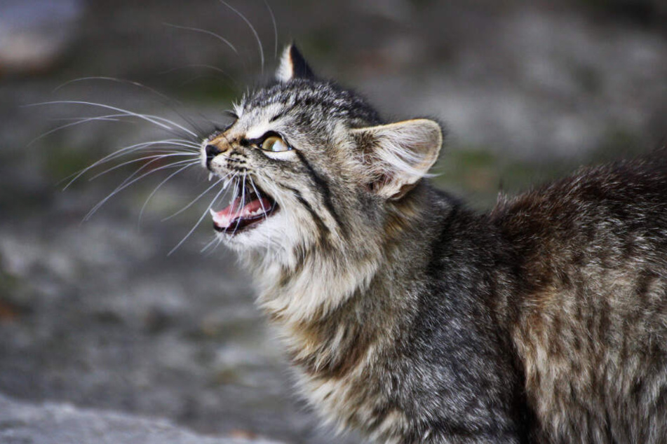 Die ausgesetzten Katzen sind nun im Tierheim. (Symbolbild)