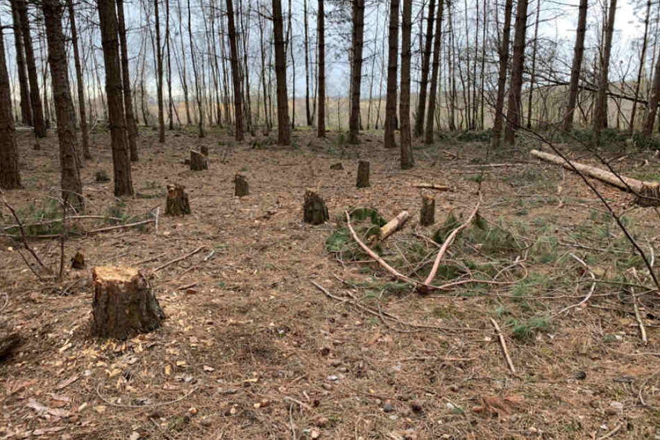 Die Baumstümpfe stammen laut Polizei von Besetzern, die selbst im Hambacher Forst Bäume gefällt haben.