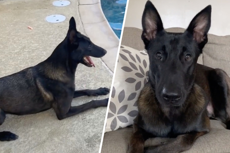 Draco is wowing TikTok with his game of fetch on the treadmill.