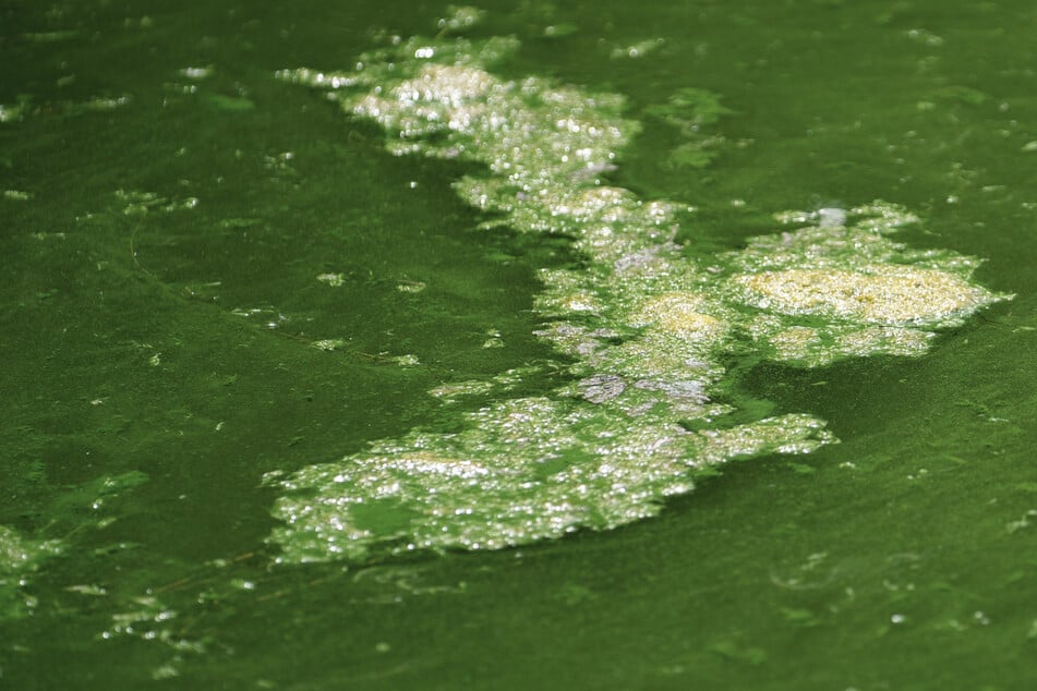 Blaualgen! An diesem mitteldeutschen Teich herrscht jetzt Badeverbot