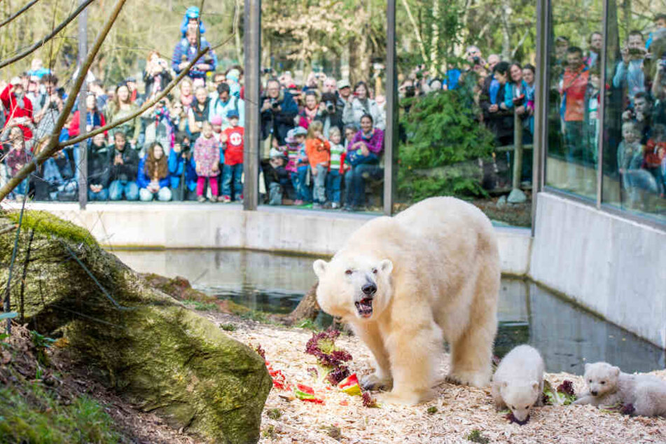 Der Tierpark Hellabrunn zieht sehr viele Besucher als ganz Deutschland an.