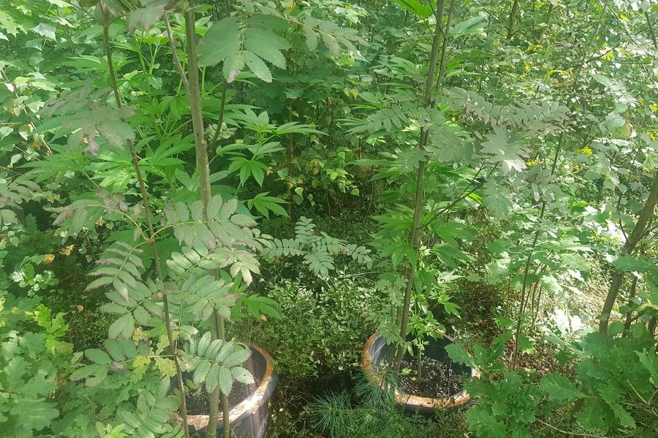 Kurioser Fund: Pilzsammler haben im Chemnitzer Zeisigwald neun Kübel mit Hanf entdeckt.