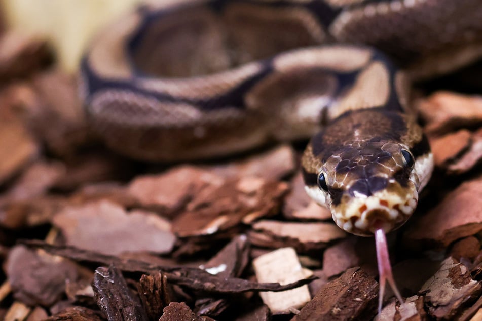 Combat à mort : un python géant veut manger un homme
