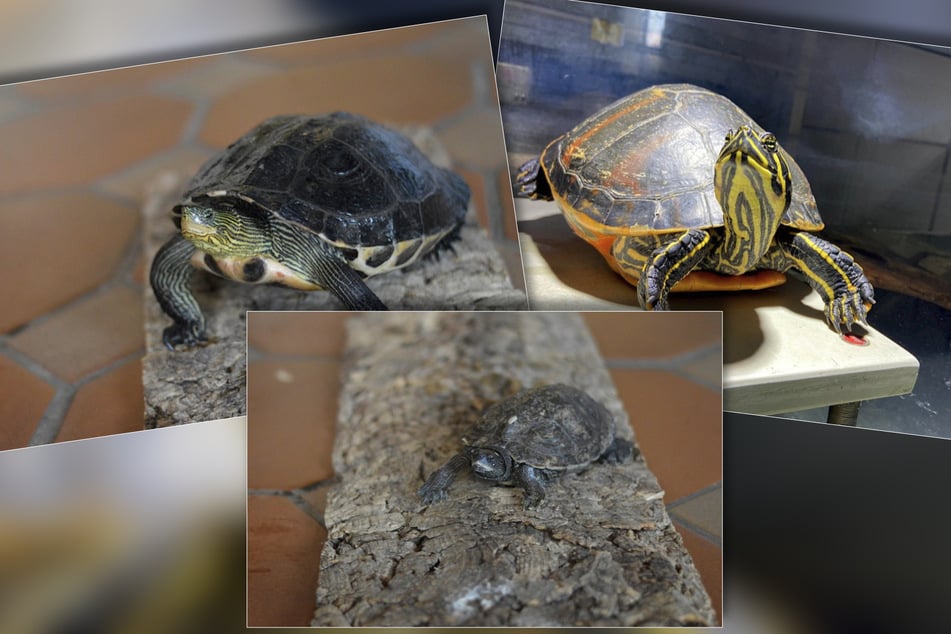 Anspruchsvolle Exoten: Tierheim sucht Bleibe für seltene Schildkröten