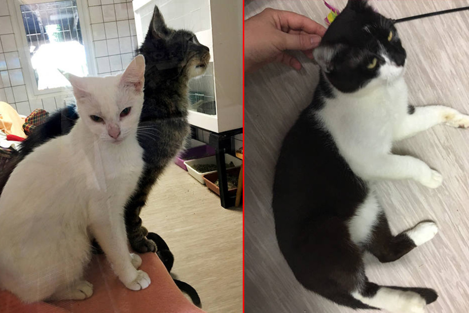 Das Landratsamt hat zwölf Katzen und zwei Hunde aus der Verwahrlosung gerettet. Nun will die Behörde die Tiere verkaufen.