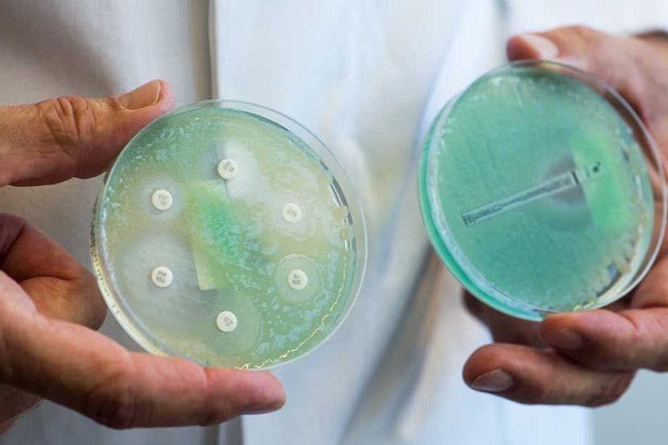 Petrischalen mit sogenannten Krankenhauskeimen, die Mehrfachresistenzen gegenüber Antibiotika aufweisen.