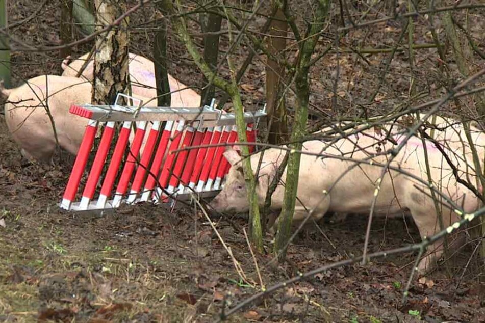 Einige Schweine flüchteten aus dem kaputten Schweine-Transporter.