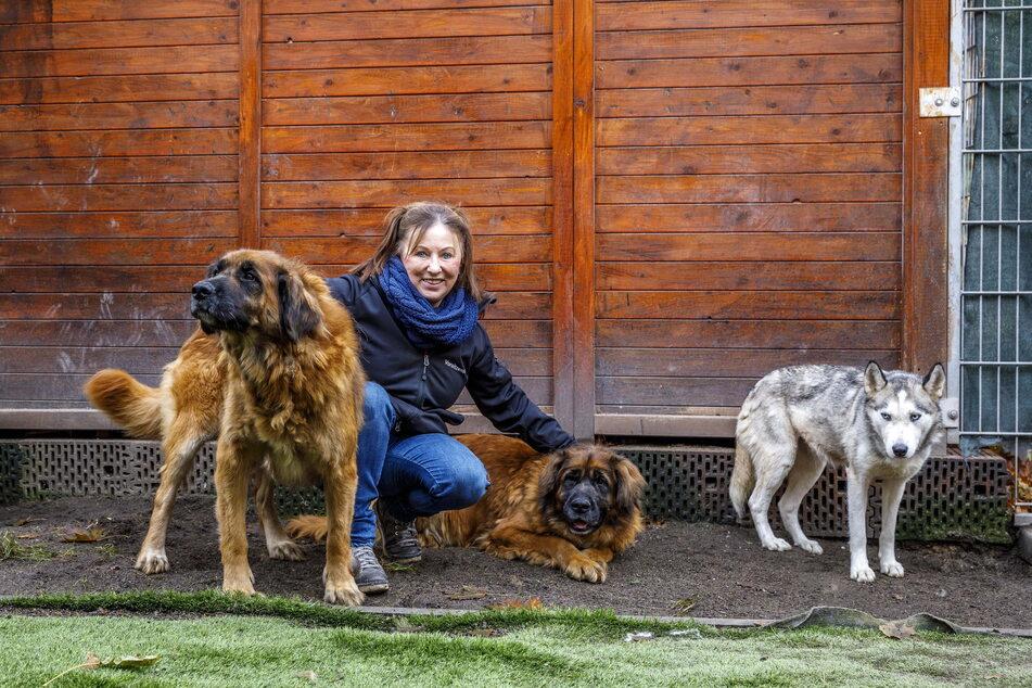 Regina Barthel-Marr (61) vom Tierheim Freital hat im Schnitt 30 Hunde und 60 Katzen, dazu Vögel, Ratten oder Chinchillas zu versorgen.