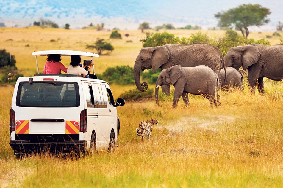 Safari-Liebhaber kommen in einem afrikanischen Land auf ihre Kosten.