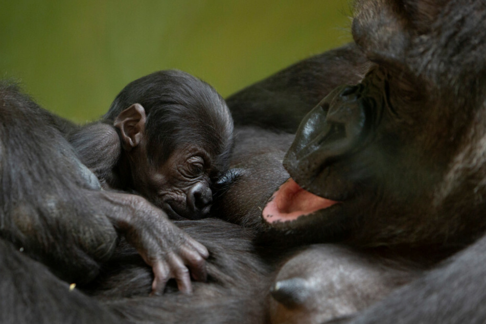 Schon bald können sich die Besucher des Berliner Zoos auf ein ähnlich süßes Gorilla-Baby freuen, wie hier im Antwerpener Zoo.