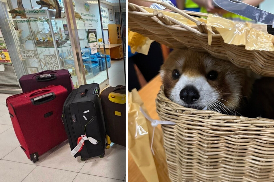 Schlimmer Fund am Flughafen: Passagiere wollten Roten Panda in Koffer schmuggeln